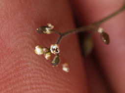 Imagem de Hornungia procumbens (L.) Hayek