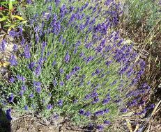 Image of English Lavendar