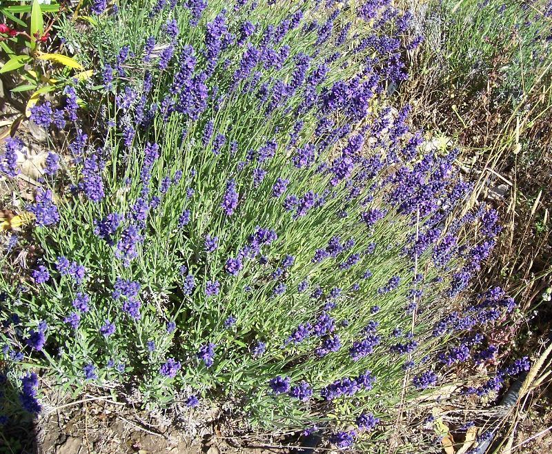 Imagem de Lavandula angustifolia Mill.