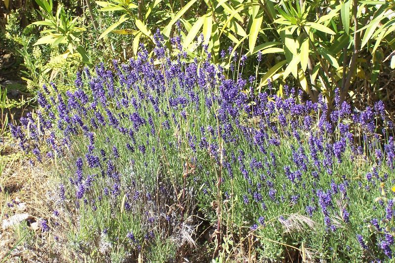 Image of English Lavendar