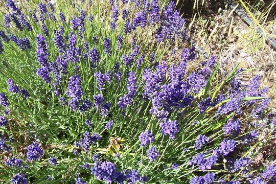 Imagem de Lavandula angustifolia Mill.