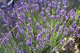 Imagem de Lavandula angustifolia Mill.