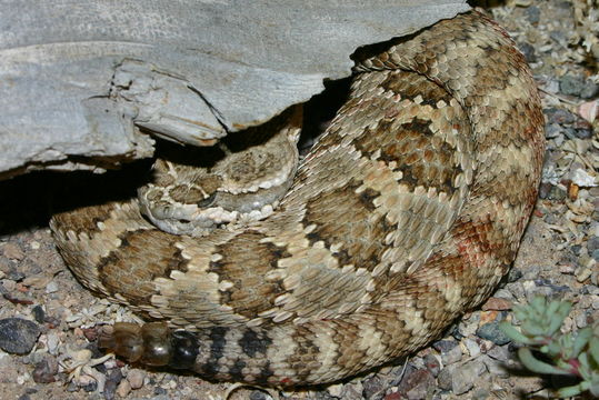 Image of Panamint Rattlesnake