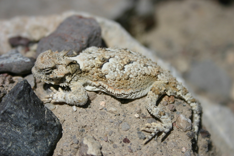 Image of Desert Horned Lizard