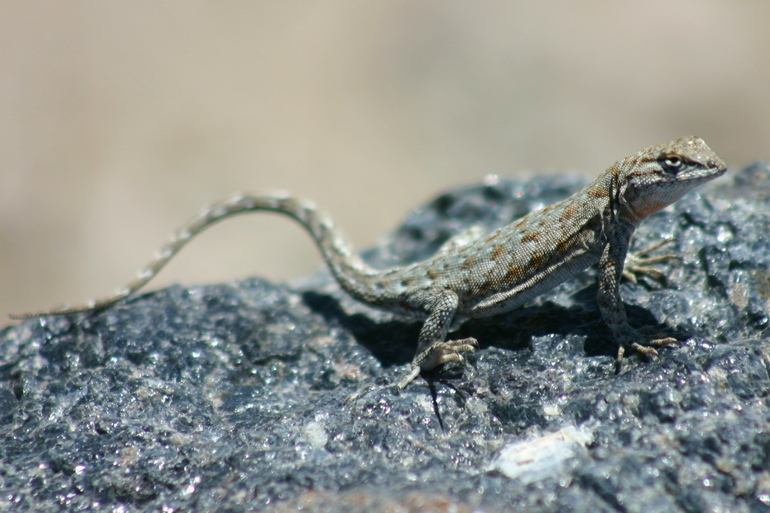 Image of common side-blotched lizard