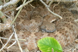 Image of Panamint Rattlesnake