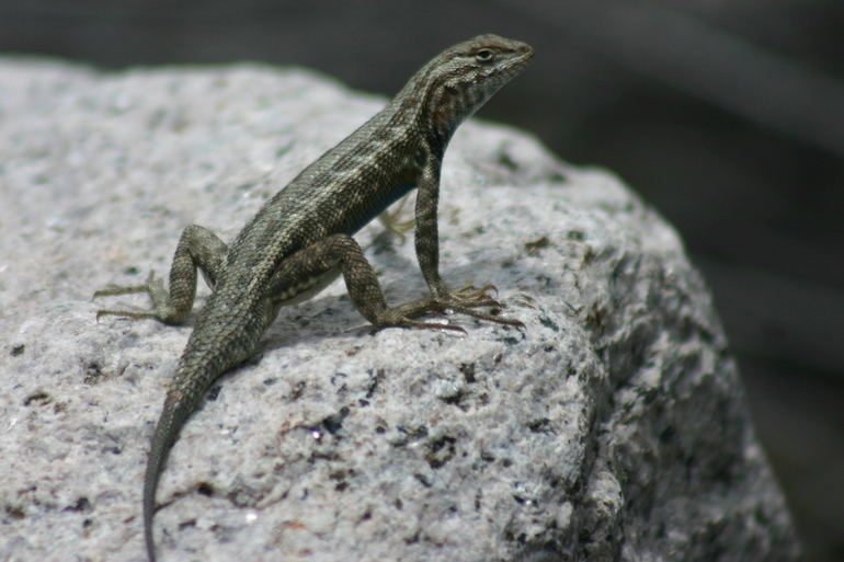 Image of Common Sagebrush Lizard