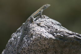 Image of common side-blotched lizard