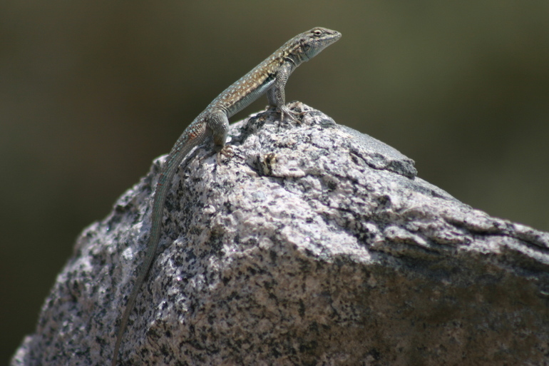 Image of common side-blotched lizard