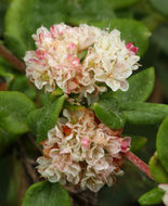 Image of seacliff buckwheat