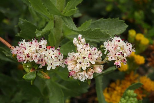 Image de Eriogonum parvifolium Sm.