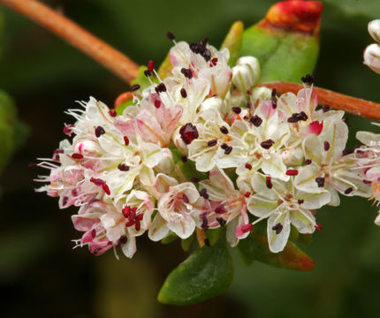 Image de Eriogonum parvifolium Sm.