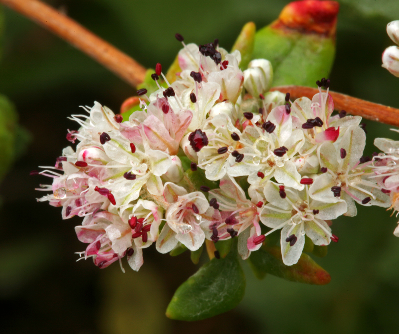 Image of seacliff buckwheat