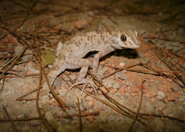 Image of Tenuidactylus caspius caspius (Eichwald 1831)