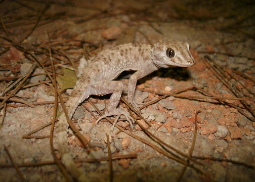 Image of Tenuidactylus caspius caspius (Eichwald 1831)