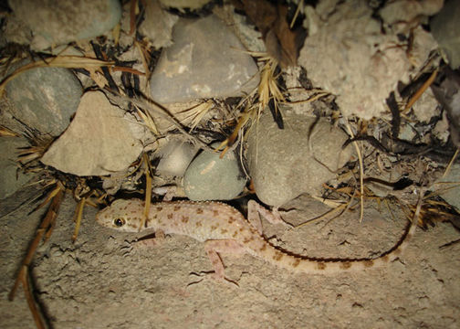 Image of Keeled Gecko