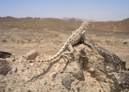 Image of Brilliant ground agama