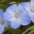 Imagem de Linum narbonense L.