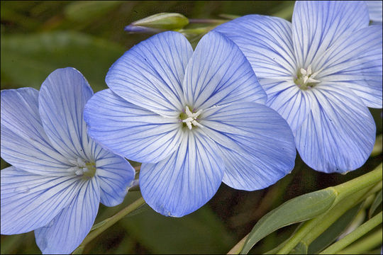 Imagem de Linum narbonense L.