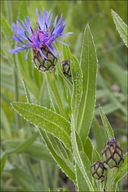 Image of Centaurea triumfettii subsp. adscendens (Bartl.) Dostál