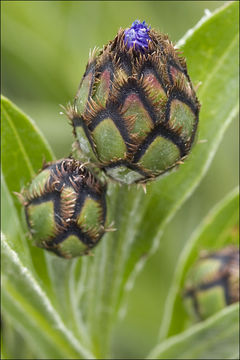 Image of Centaurea triumfettii subsp. adscendens (Bartl.) Dostál