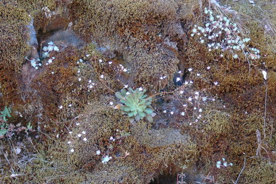 Image of Cantelow's lewisia