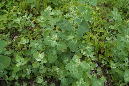 Chenopodium vulvaria L. resmi