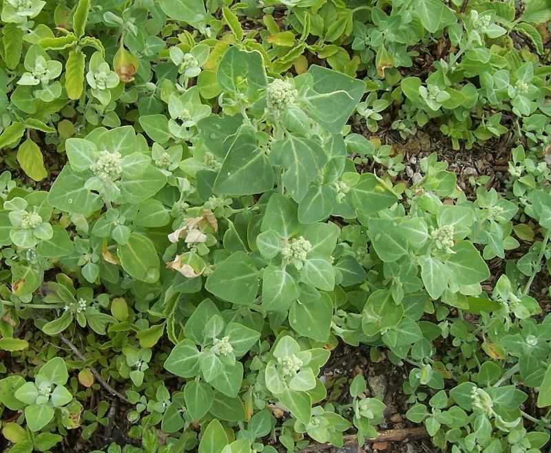 Image of stinking goosefoot