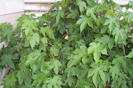 Image of <i>Abutilon pictum</i>