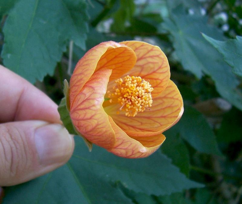 Image of <i>Abutilon pictum</i>