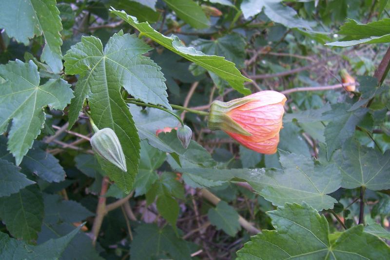 Image of <i>Abutilon pictum</i>