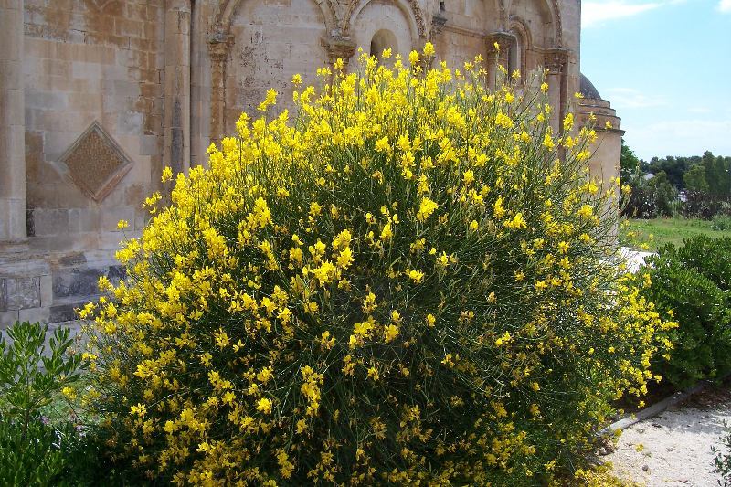 Image of Spanish broom