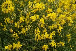 Image of Spanish broom