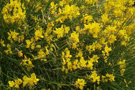 Image of Spanish broom