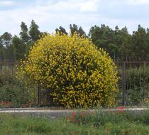 Image of Spanish broom