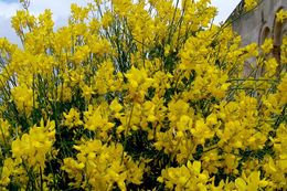 Image of Spanish broom