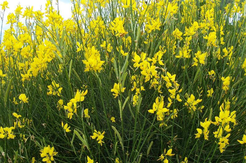 Image of Spanish broom