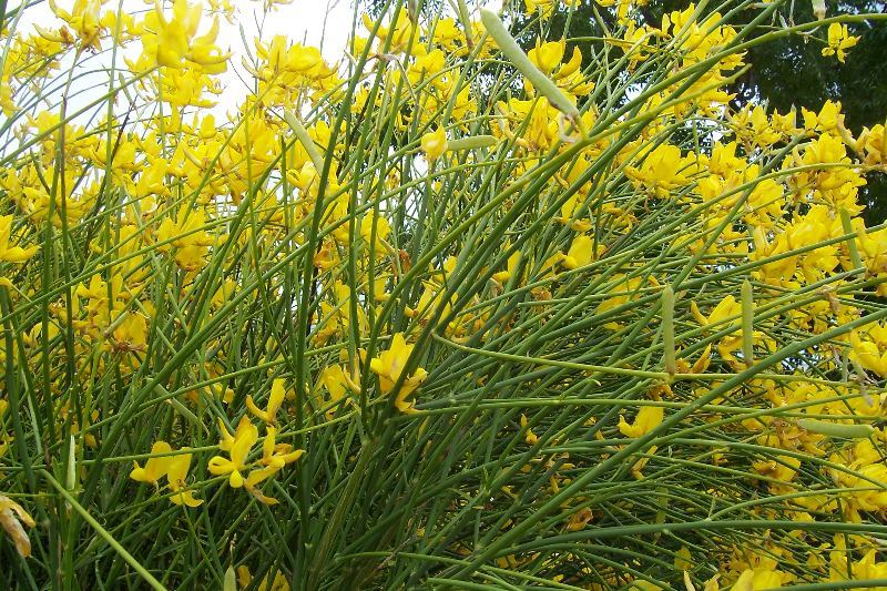 Image of Spanish broom