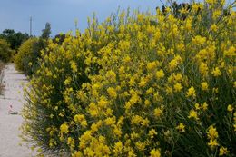 Image of Spanish broom