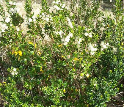 Image de Myrtus communis L.