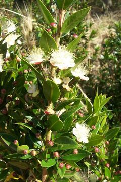 Image de Myrtus communis L.