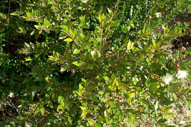 Image de Myrtus communis L.