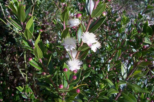 Image de Myrtus communis L.