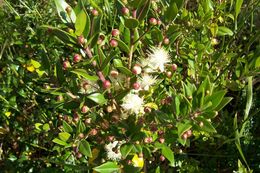 Image de Myrtus communis L.