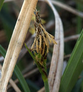 Image of Ross' Sedge