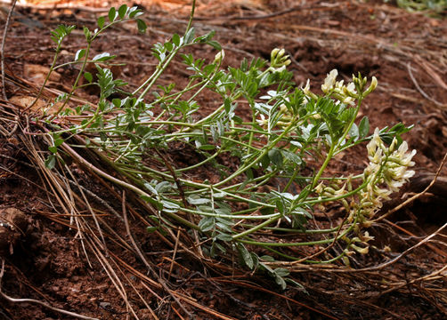 Sivun Astragalus webberi A. Gray kuva