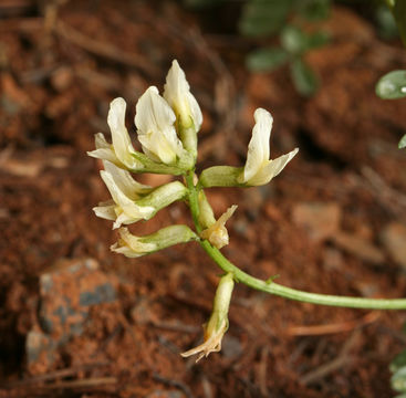 Sivun Astragalus webberi A. Gray kuva