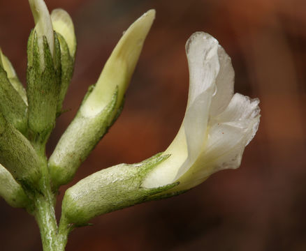 Sivun Astragalus webberi A. Gray kuva