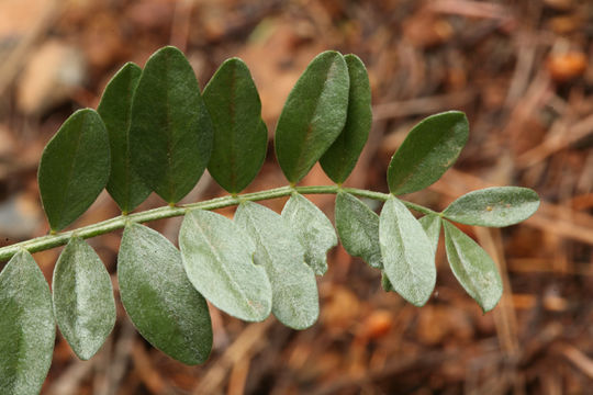 Imagem de Astragalus webberi A. Gray