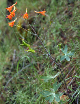 Image of red larkspur